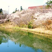 桜公園(周辺)